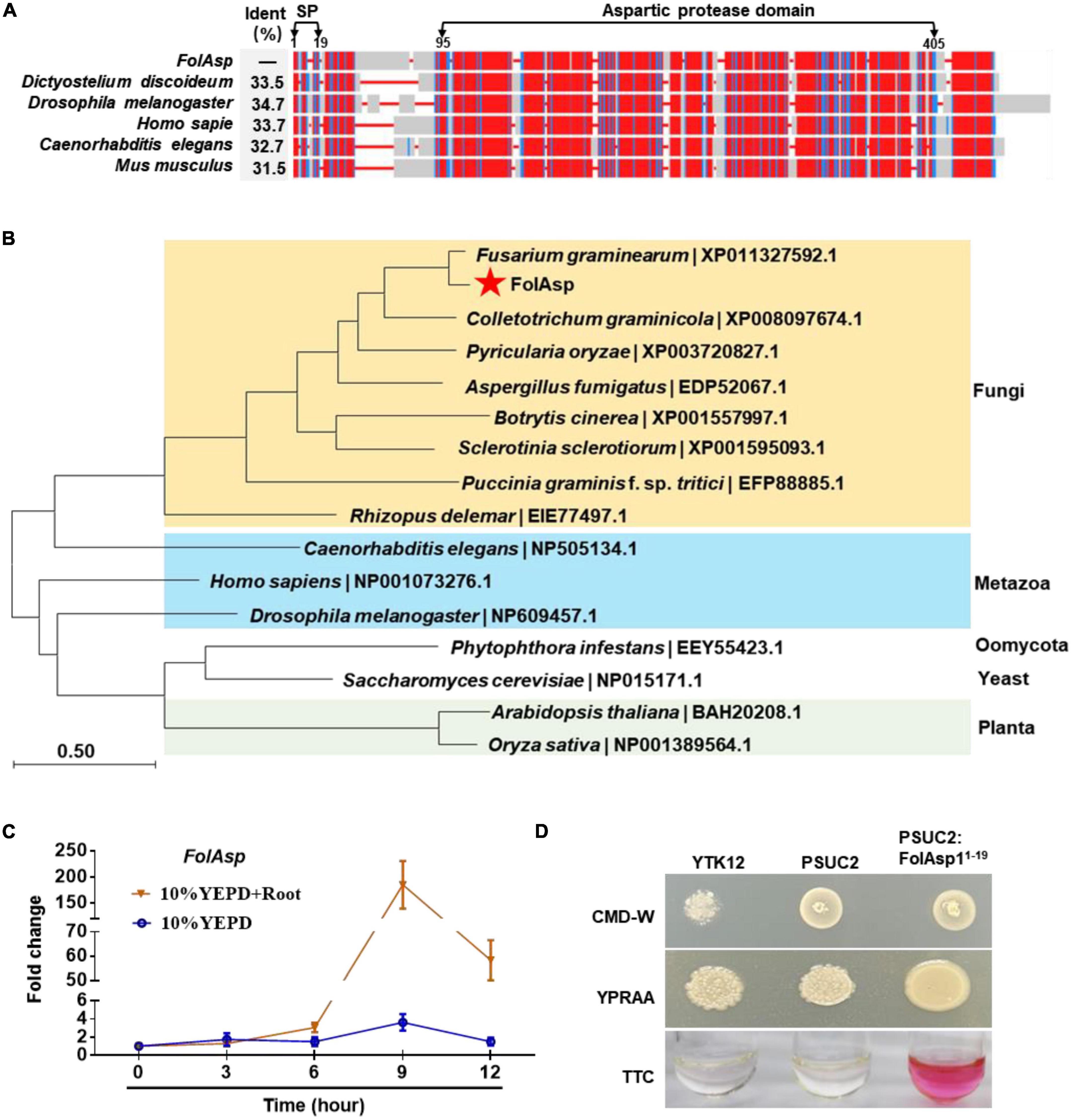 The secreted FolAsp aspartic protease facilitates the virulence of Fusarium oxysporum f. sp. lycopersici